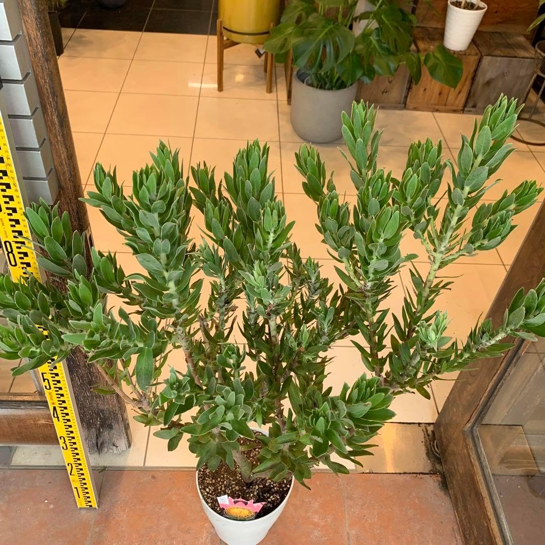 リューコスペルマム カーニバルイエロー 大株 リューコスペルマム